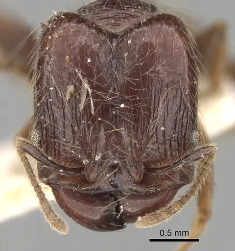 Pheidole antillana specimen CASENT0281754 image casent0281754_2