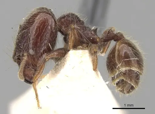 Pheidole antillana specimen CASENT0281754 image casent0281754_3