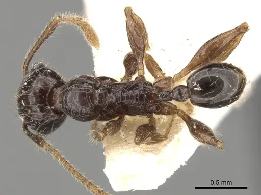 Pheidole antillana specimen CASENT0281755 image casent0281755_1