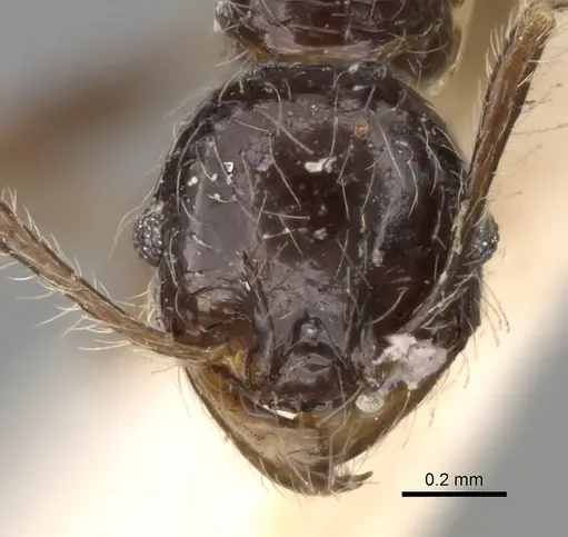Pheidole antillana specimen CASENT0281755 image casent0281755_2