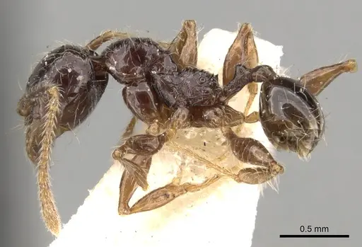 Pheidole antillana specimen CASENT0281755 image casent0281755_3