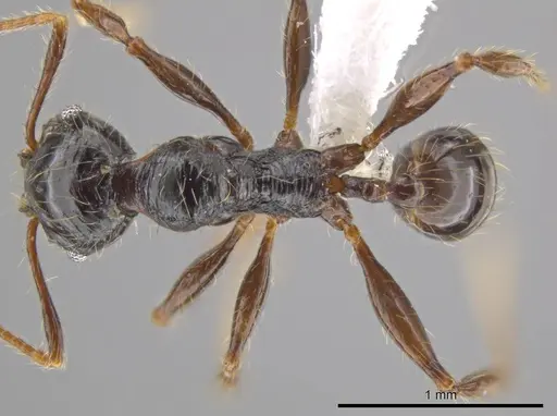 Pheidole antillana specimen CASENT0627565 image casent0627565_1