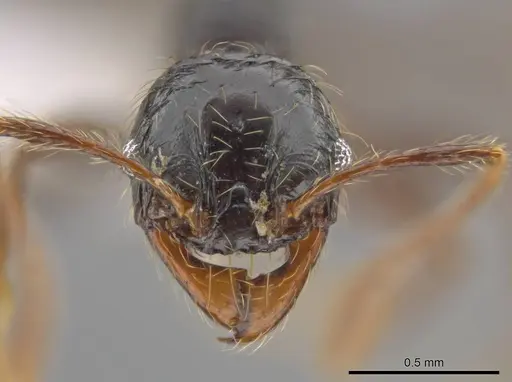 Pheidole antillana specimen CASENT0627565 image casent0627565_2