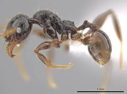 Pheidole antillana specimen CASENT0627565 image casent0627565_3