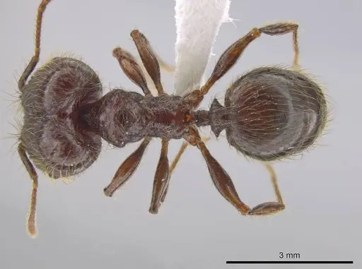 Pheidole antillana specimen CASENT0630507 image casent0630507_1