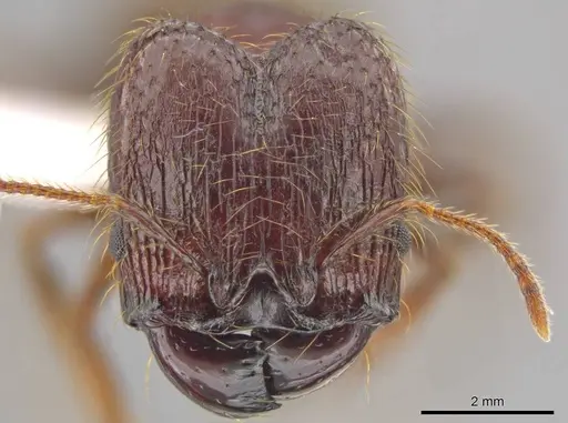 Pheidole antillana specimen CASENT0630507 image casent0630507_2