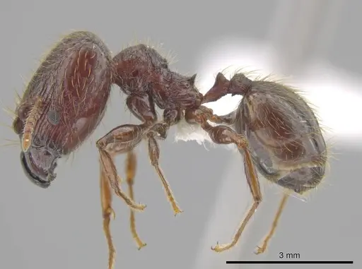 Pheidole antillana specimen CASENT0630507 image casent0630507_3