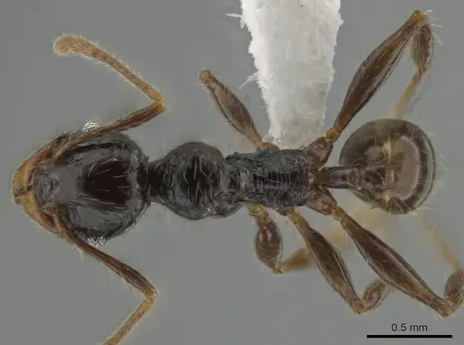 Pheidole antillana specimen CASENT0630584 image casent0630584_1