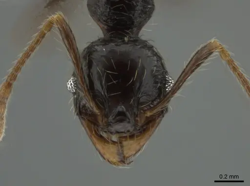 Pheidole antillana specimen CASENT0630584 image casent0630584_2