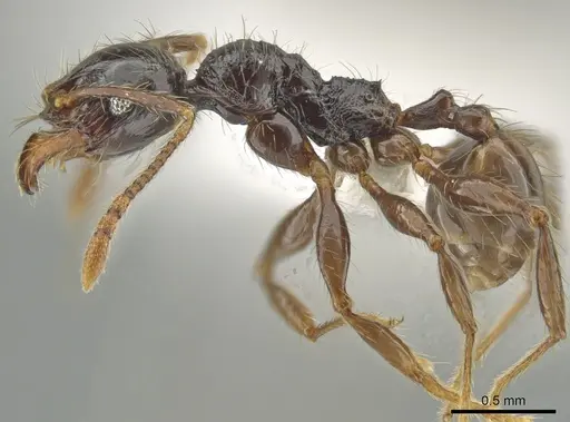 Pheidole antillana specimen CASENT0630584 image casent0630584_3