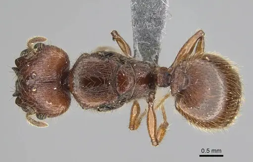 Pheidole antillana specimen CASENT0767557 image casent0767557_1