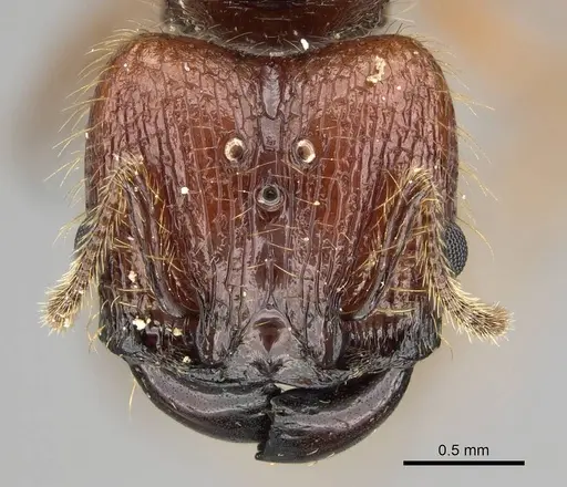 Pheidole antillana specimen CASENT0767557 image casent0767557_2