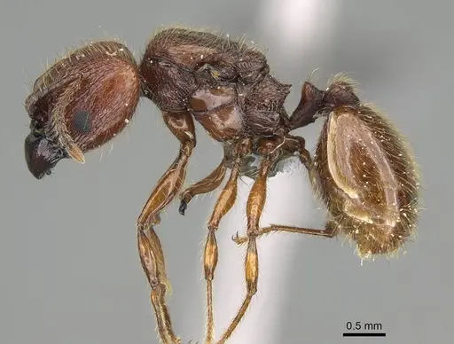 Pheidole antillana specimen CASENT0767557 image casent0767557_3