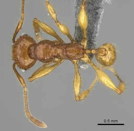Pheidole antillana specimen CASENT0767616 image casent0767616_1