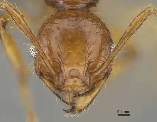 Pheidole antillana specimen CASENT0767616 image casent0767616_2