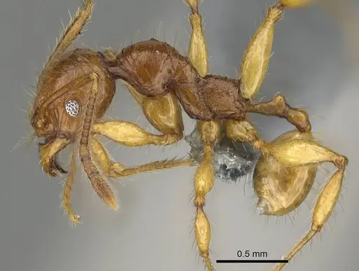 Pheidole antillana specimen CASENT0767616 image casent0767616_3