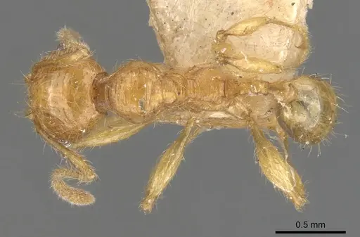 Pheidole antillana specimen CASENT0901479 image casent0901479_1