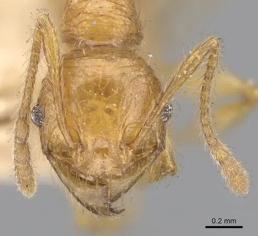 Pheidole antillana specimen CASENT0901479 image casent0901479_2