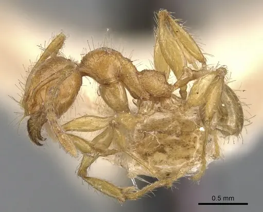 Pheidole antillana specimen CASENT0901479 image casent0901479_3
