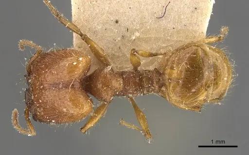 Pheidole antillana specimen CASENT0908170 image casent0908170_1