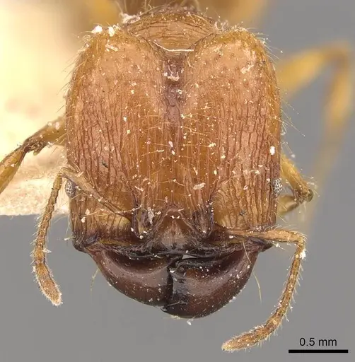 Pheidole antillana specimen CASENT0908170 image casent0908170_2