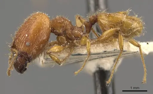 Pheidole antillana specimen CASENT0908170 image casent0908170_3