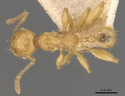 Pheidole antillana specimen CASENT0908171 image casent0908171_1