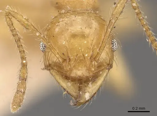 Pheidole antillana specimen CASENT0908171 image casent0908171_2