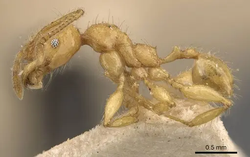 Pheidole antillana specimen CASENT0908171 image casent0908171_3