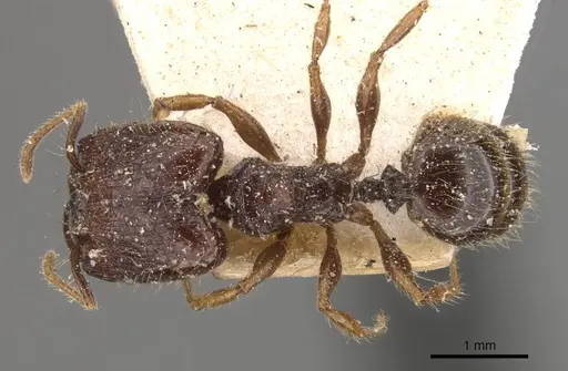 Pheidole antillana specimen CASENT0908172 image casent0908172_1