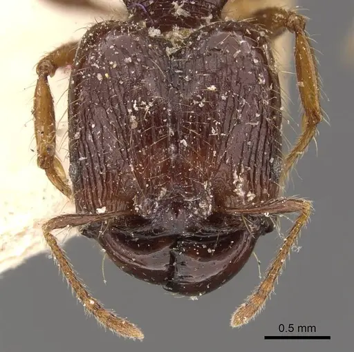 Pheidole antillana specimen CASENT0908172 image casent0908172_2