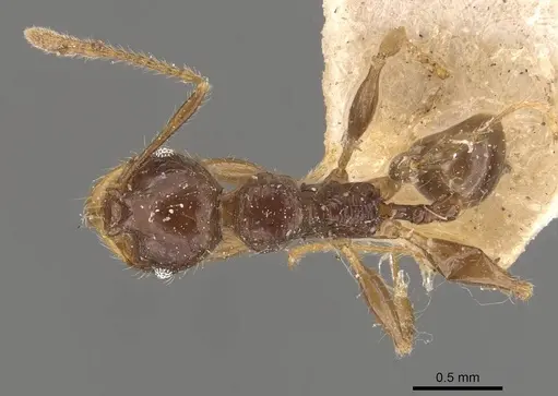 Pheidole antillana specimen CASENT0908173 image casent0908173_1