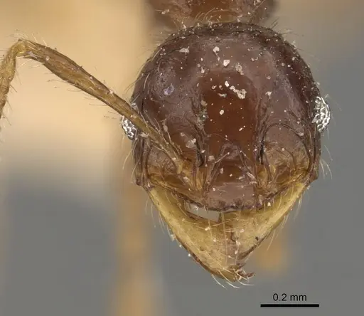 Pheidole antillana specimen CASENT0908173 image casent0908173_2