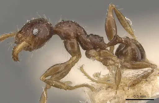 Pheidole antillana specimen CASENT0908173 image casent0908173_3