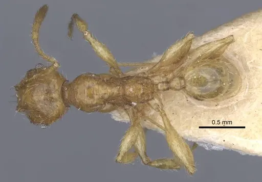 Pheidole antillana specimen CASENT0916949 image casent0916949_1