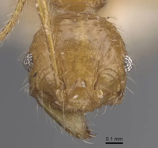 Pheidole antillana specimen CASENT0916949 image casent0916949_2