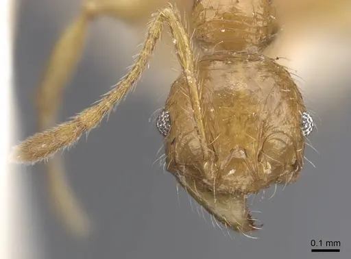 Pheidole antillana specimen CASENT0916949 image casent0916949_3
