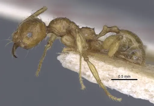 Pheidole antillana specimen CASENT0916949 image casent0916949_4