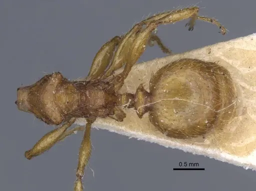 Pheidole antillana specimen CASENT0916950 image casent0916950_1