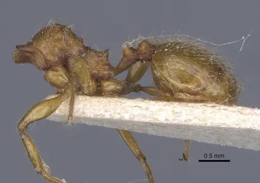 Pheidole antillana specimen CASENT0916950 image casent0916950_2