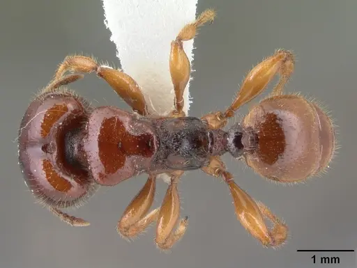 Pheidole antipodum specimen CASENT0010804 image casent0010804_1