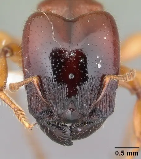 Pheidole antipodum specimen CASENT0010804 image casent0010804_2