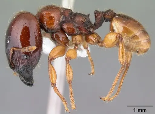 Pheidole antipodum specimen CASENT0010804 image casent0010804_3