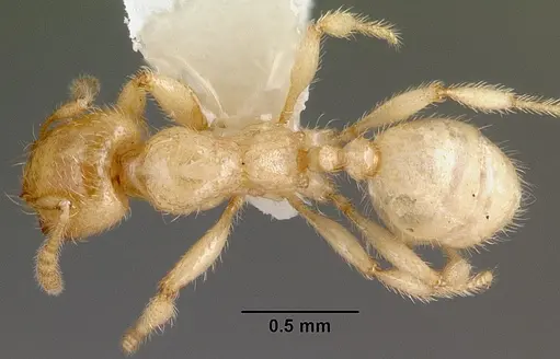 Pheidole antipodum specimen CASENT0010924 image casent0010924_1