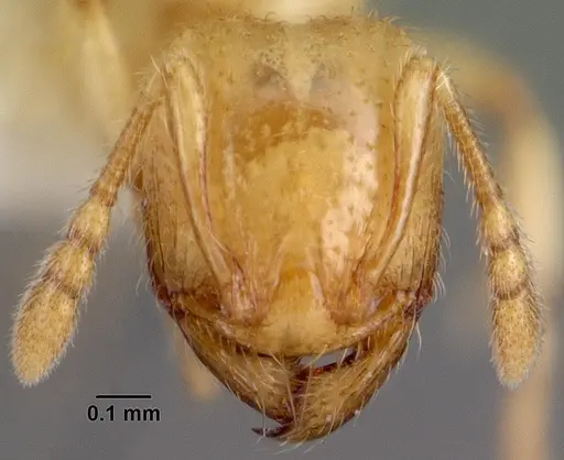 Pheidole antipodum specimen CASENT0010924 image casent0010924_2