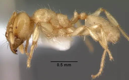 Pheidole antipodum specimen CASENT0010924 image casent0010924_3