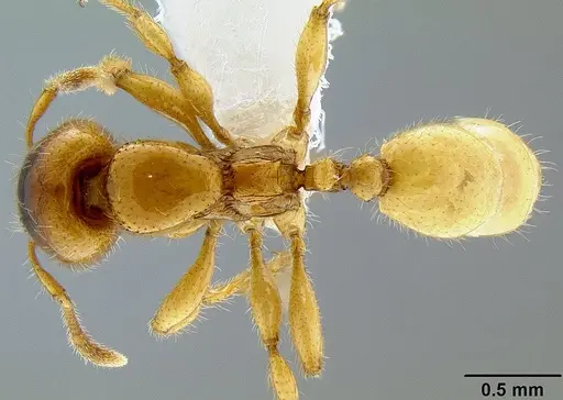 Pheidole antipodum specimen CASENT0106219 image casent0106219_1