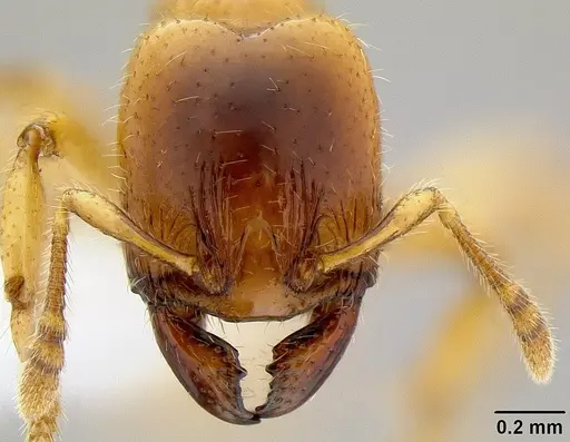 Pheidole antipodum specimen CASENT0106219 image casent0106219_2