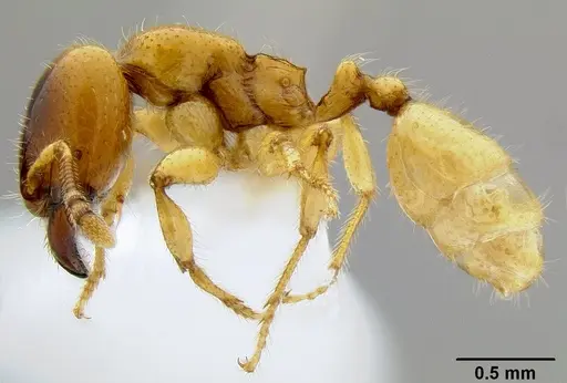 Pheidole antipodum specimen CASENT0106219 image casent0106219_3