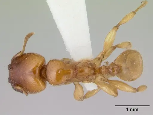 Pheidole antipodum specimen CASENT0178578 image casent0178578_1